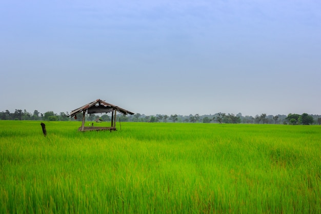 Vista del paisaje sobre campos de arroz dorado y cabina de cabaña antigua