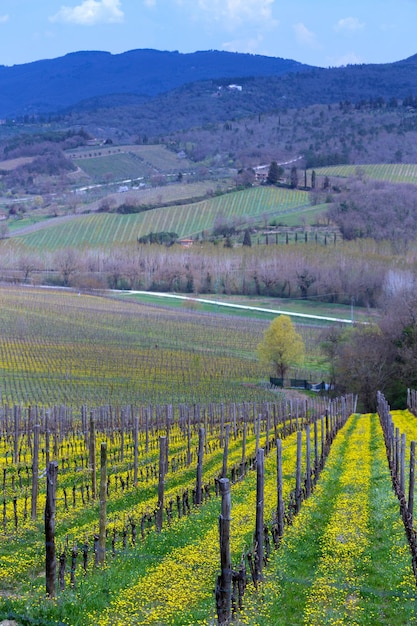 Vista del paisaje típico de la Toscana y un valle con viñedos, en la provincia de Siena. Toscana, Italia