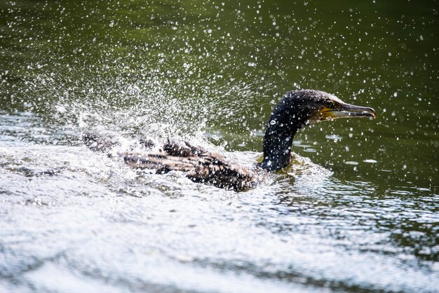 Vista de un pájaro en el agua