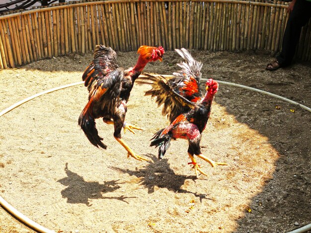 Foto vista de un pájaro en ángulo alto