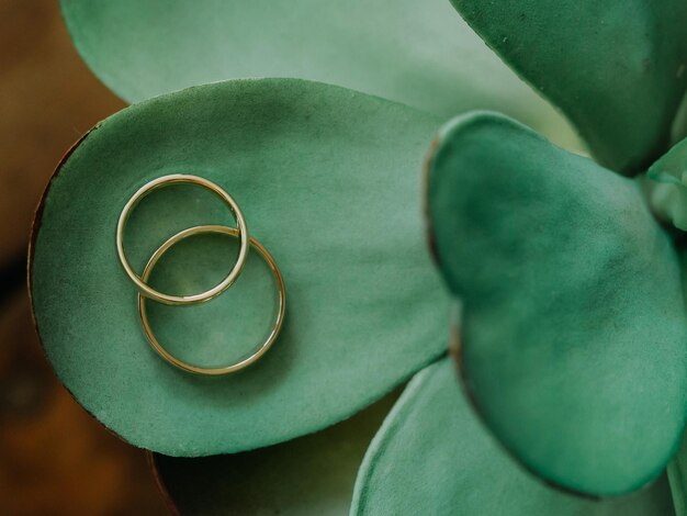 Vista de pájaro de anillos de oro en hoja verde