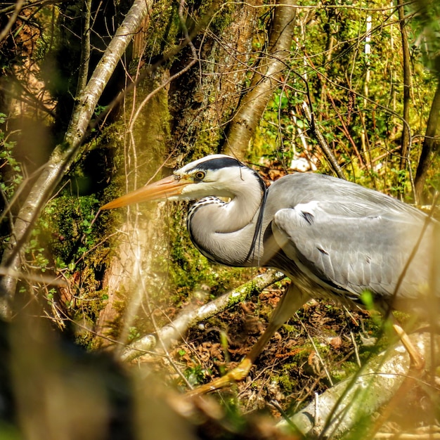 Foto vista de un pájaro en un árbol