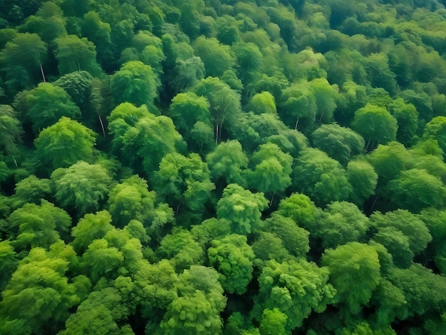 La vista de un pájaro de un bosque verde exuberante de las cimas de los árboles verdes exuberantes