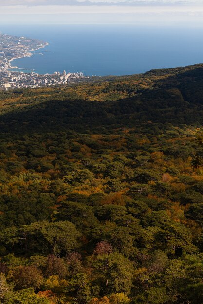 Vista de pájaro del bosque