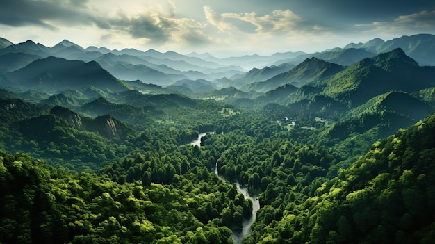 Vista de pájaro del bosque