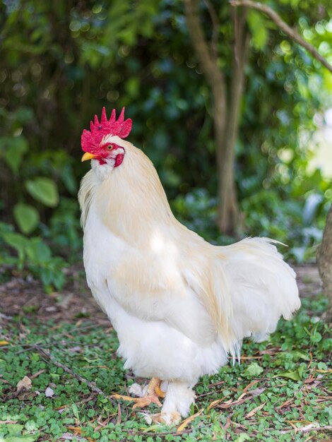 Foto vista de un pájaro en el campo