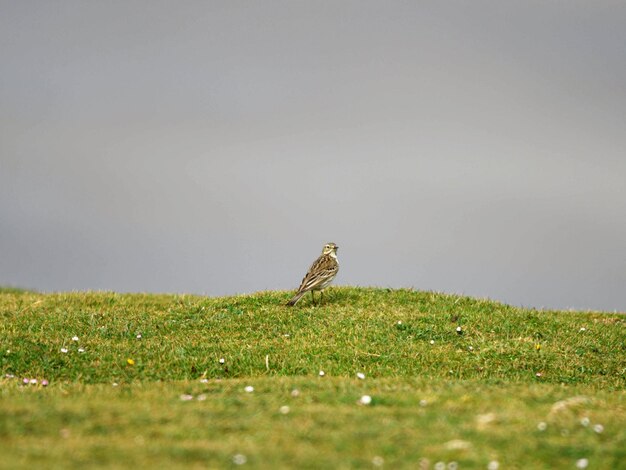 Foto vista de un pájaro en un campo