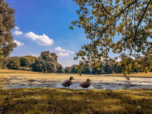 Foto vista de un pájaro en el campo