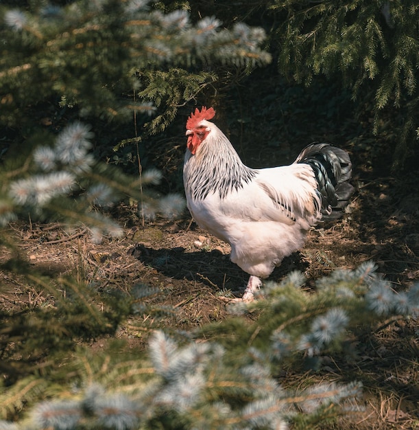 Foto vista de un pájaro en el campo