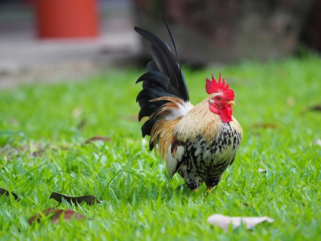 Foto vista de un pájaro en el campo