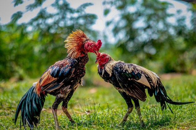 Foto vista de un pájaro en el campo