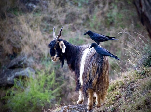 Foto vista de un pájaro en el campo