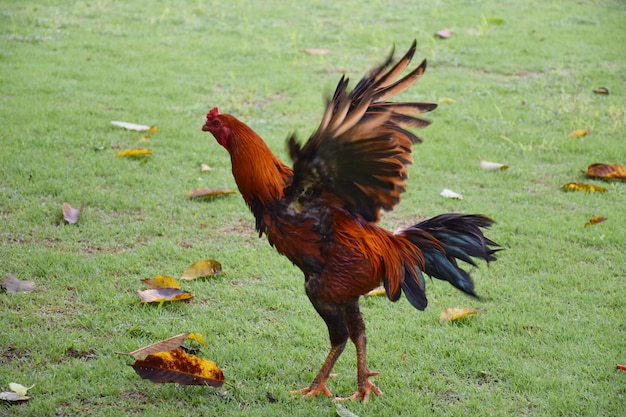 Foto vista de un pájaro en el campo