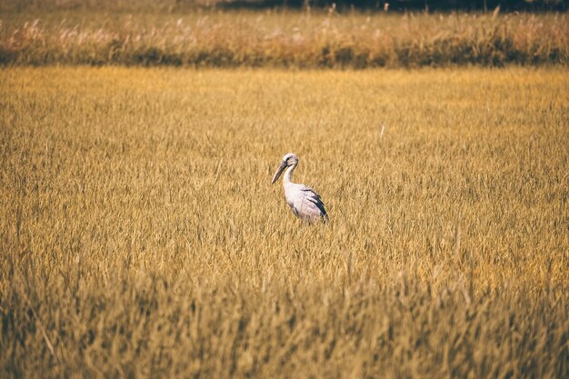 Foto vista de un pájaro en el campo