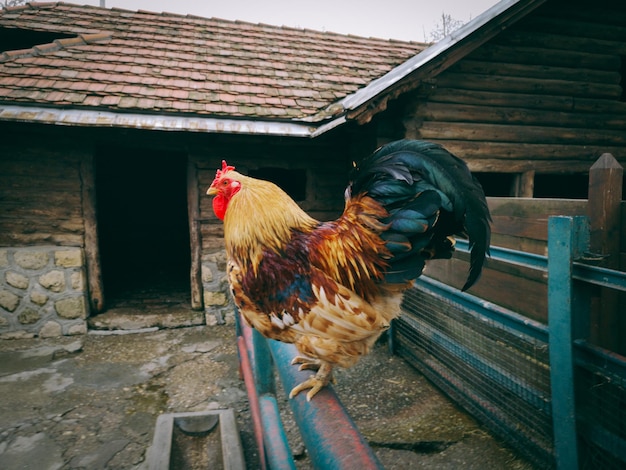 Foto vista de un pájaro en una casa