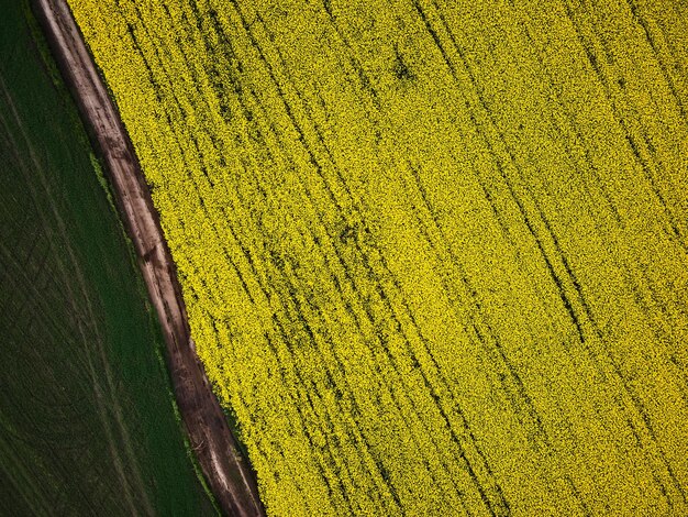 Vista de pájaro desde un dron de un cultivo de canola que pasa