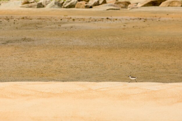 Foto vista de un pájaro en una duna de arena