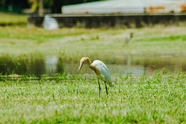 Foto vista de un pájaro en la hierba