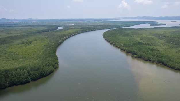 Una vista de pájaro del manglar desde un dron.