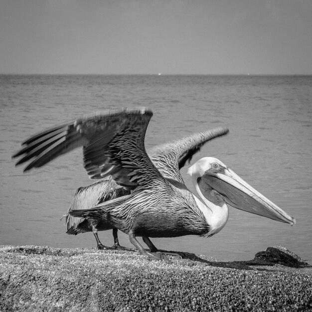 Vista de un pájaro en la playa