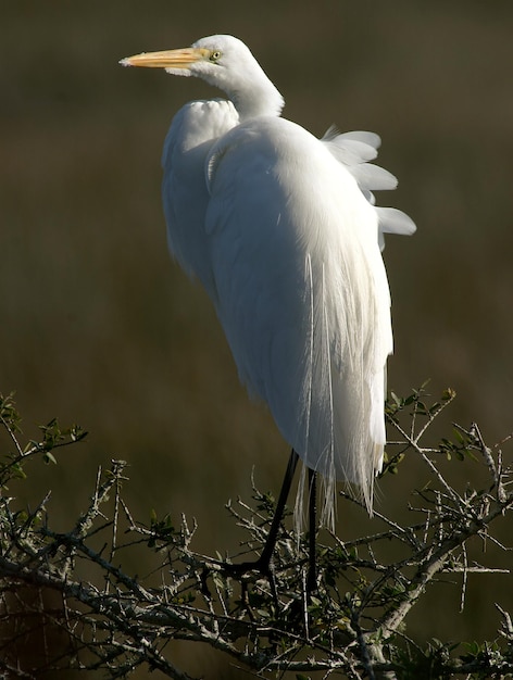 Foto vista de un pájaro posado en un árbol