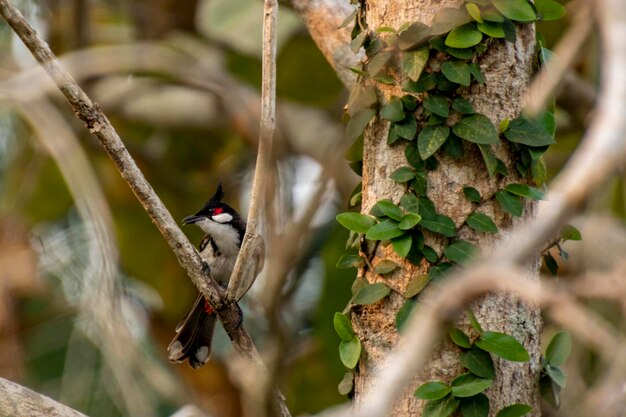 Foto vista de un pájaro posado en una rama