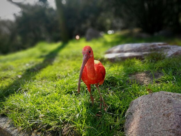 Foto vista de un pájaro en la roca