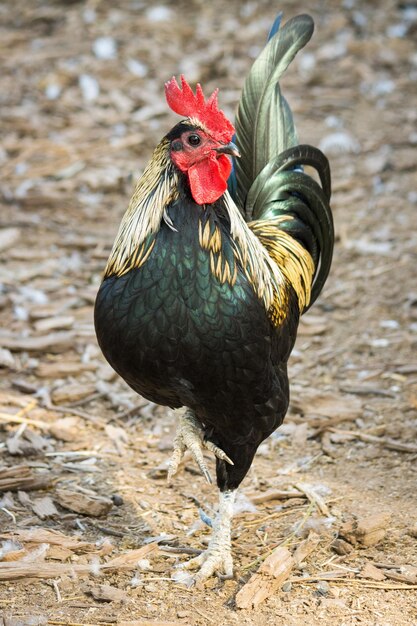 Foto vista de un pájaro en la roca