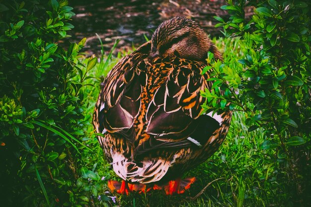 Foto vista de un pájaro en tierra