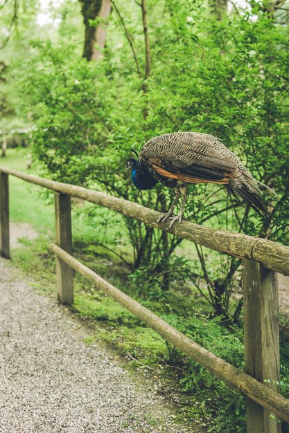 Foto vista de un pájaro en una valla de madera