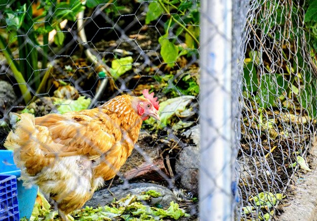 Foto vista de un pájaro en la valla