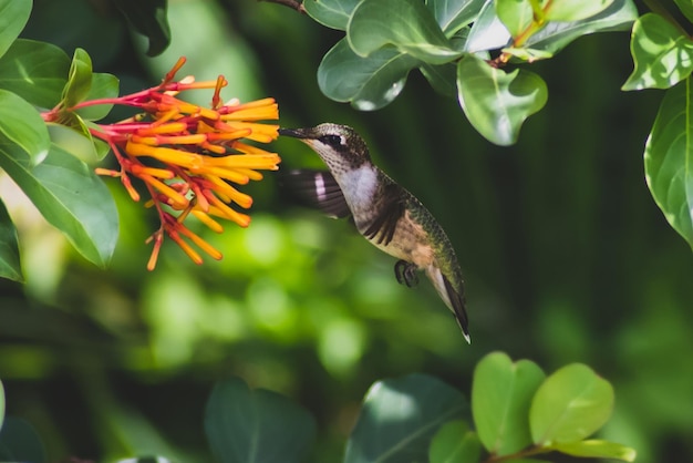 Foto vista de un pájaro volando en flor