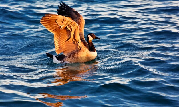 Vista de un pájaro volando sobre el lago