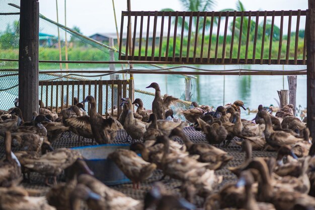 Foto vista de pájaros en la barandilla contra el cielo