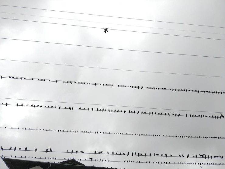Foto vista de los pájaros en el cielo desde un ángulo bajo