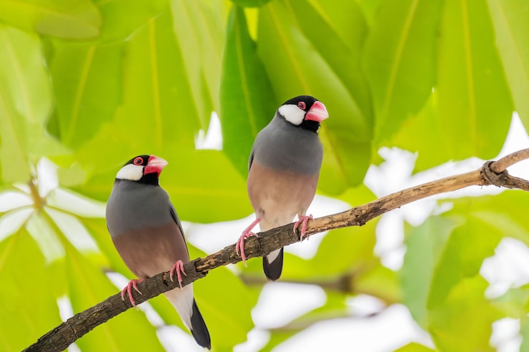 Foto vista de pájaros posados en un árbol