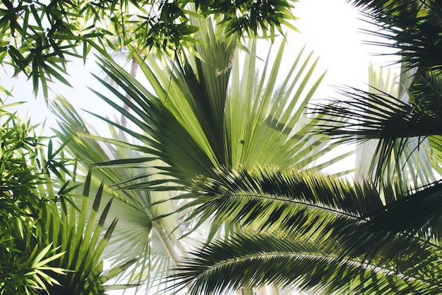 Vista de la palmera desde un ángulo bajo