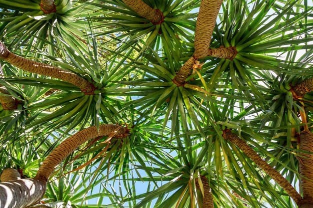 Foto vista de la palmera desde un ángulo bajo