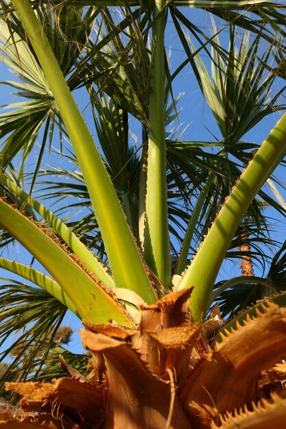 Foto vista de la palmera desde un ángulo bajo