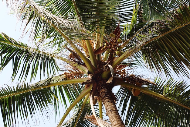 Foto vista de la palmera desde un ángulo bajo