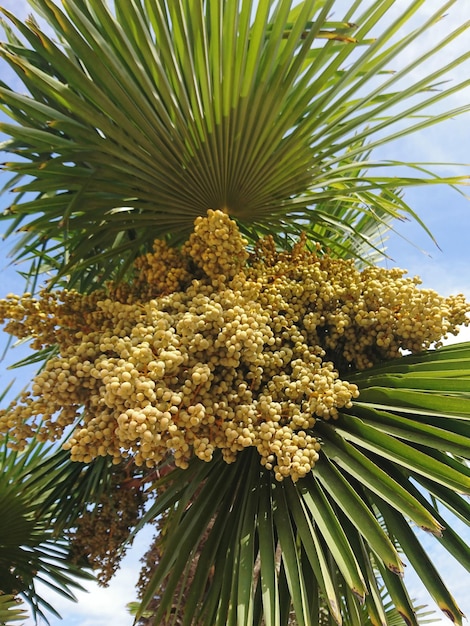 Foto vista de la palmera desde un ángulo bajo