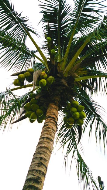 Foto vista de la palmera desde un ángulo bajo