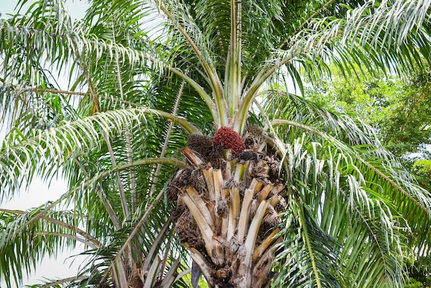 Foto vista de la palmera desde un ángulo bajo