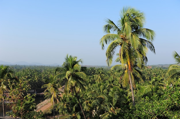 Vista de palmerales y árboles tropicales contra el cielo azul