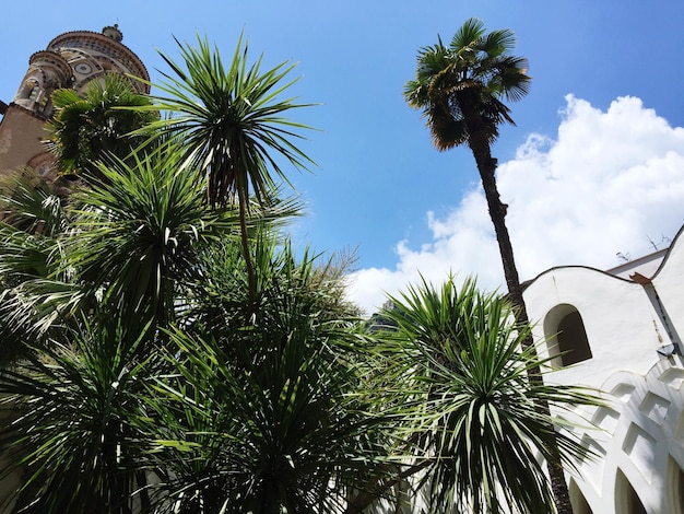 Foto vista de las palmeras desde un ángulo bajo