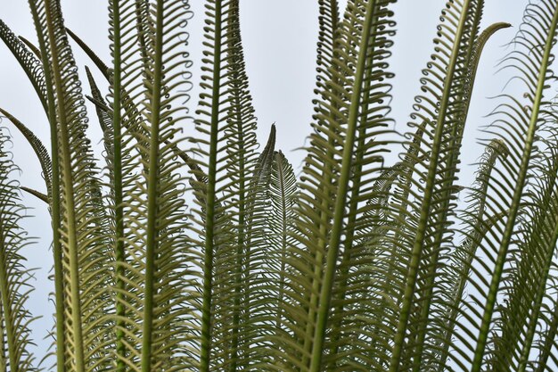 Foto vista de las palmeras desde un ángulo bajo