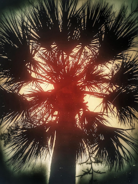 Foto vista de las palmeras desde un ángulo bajo