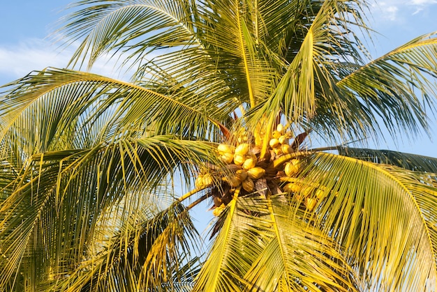 Foto vista de las palmeras desde un ángulo bajo