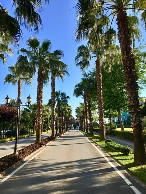 Foto vista de las palmeras a lo largo de la carretera