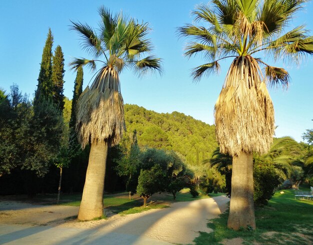 Vista de palmeras en el paisaje contra el cielo